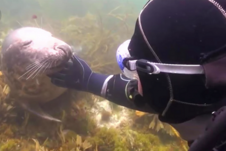 Diver didn’t understand what the seal wanted until the animal grabbed his hand